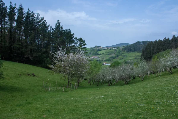 Valle Verde Con Alberi Fiore Case Tipiche Nelle Montagne Dei — Foto Stock