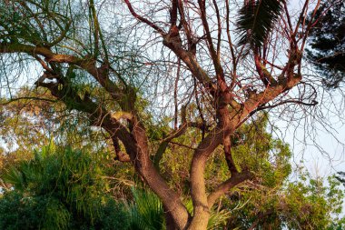 Akdeniz kıyısındaki ağaçlar güneşli mavi bir yaz günü