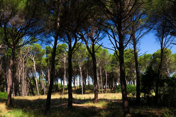 Bomen Aan Kust Van Middellandse Zee Een Zonnige Blauwe Zomerdag — Stockfoto