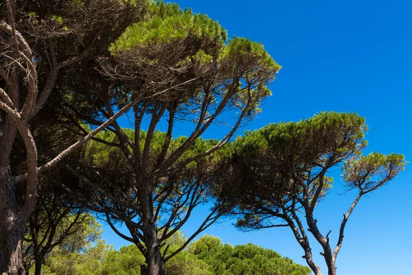 Akdeniz Kıyısındaki Ağaçlar Güneşli Mavi Bir Yaz Günü — Stok fotoğraf