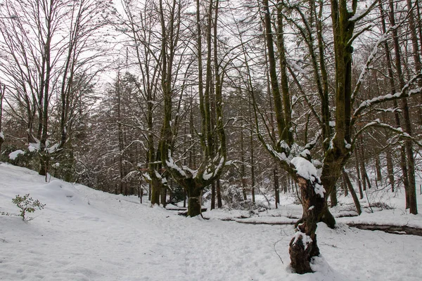 Otzarreta Hêtraie Dans Les Montagnes Enneigées Vizcaya Jour Hiver — Photo