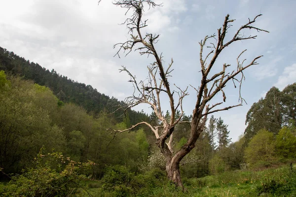 枯死的树 在青翠的森林中央 蓝蓝的云彩的天空 — 图库照片