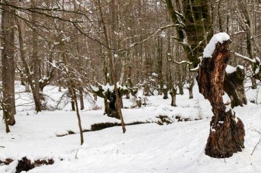 Vizcaya 'nın karlı dağlarında bir kış günü otzarreta kayın ormanı