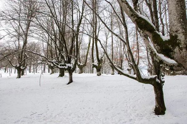 Otzarreta Hêtraie Dans Les Montagnes Enneigées Vizcaya Jour Hiver — Photo