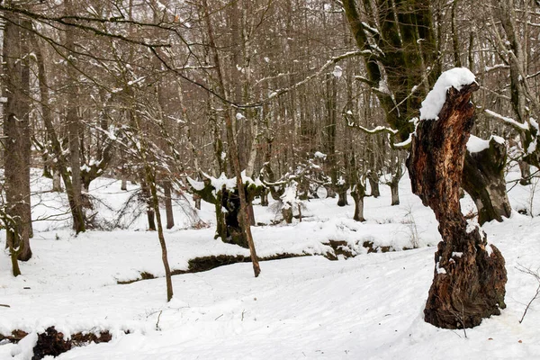 Otzarreta Hêtraie Dans Les Montagnes Enneigées Vizcaya Jour Hiver — Photo