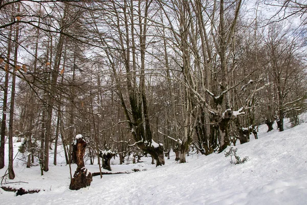 Otzarreta Hêtraie Dans Les Montagnes Enneigées Vizcaya Jour Hiver — Photo