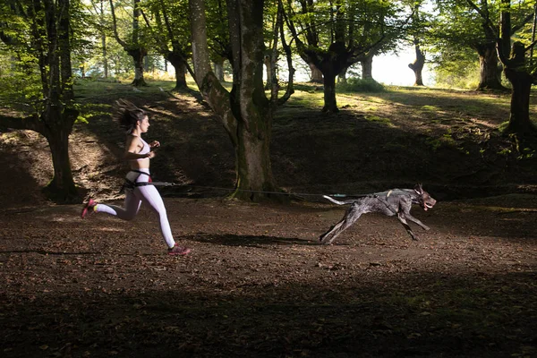 Mujer Joven Corriendo Por Bosque Con Perro Entrenamiento Canicross — Foto de Stock