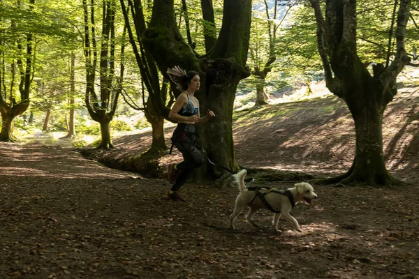 Young Woman Running Woods Dog Canicross Training — Stock Photo, Image