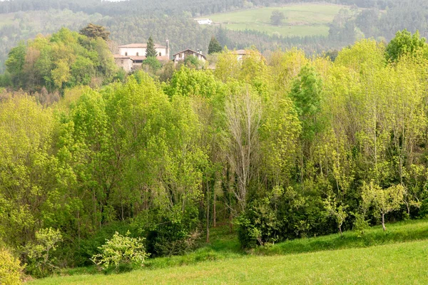 Floresta Exuberante Província Vizcaya Norte País Basco Com Uma Pequena — Fotografia de Stock