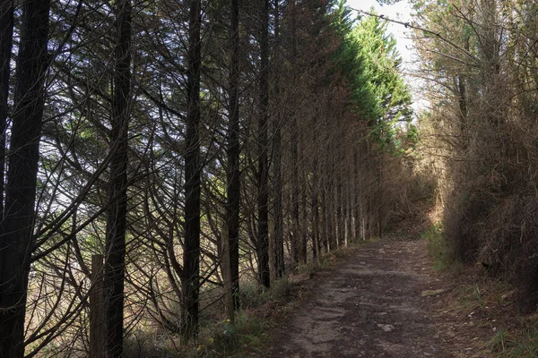 Pfad Einem Wald Den Bergen Von Vizcaya Einem Herbsttag — Stockfoto