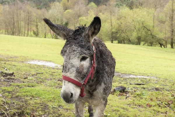 Donkey Field Farm Green Grass Forest Background — Stock Photo, Image