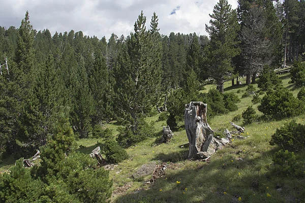 Der Wald — Stockfoto