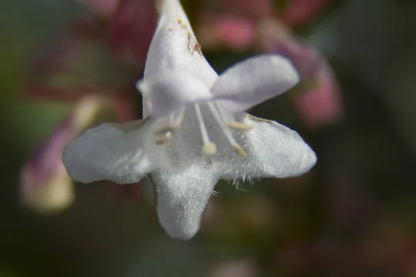 A flor — Fotografia de Stock