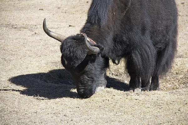 The yak — Stock Photo, Image