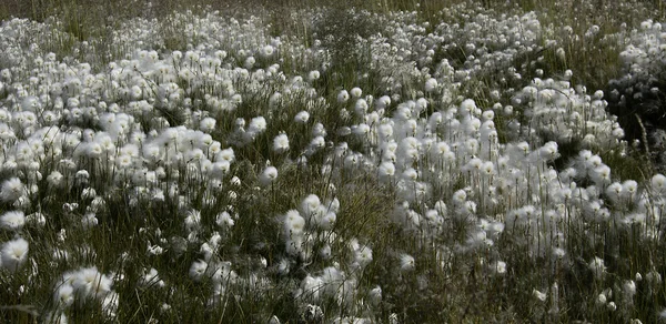 Groenlandia —  Fotos de Stock