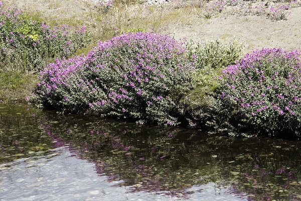 Greenland — Stock Photo, Image