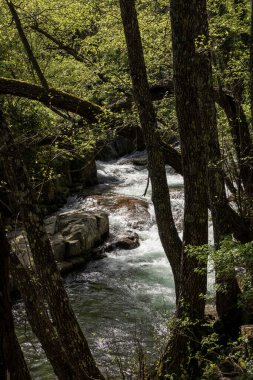 Doğal ortamda yeşil ağaçlarla çevrili kayaların üzerinden akan nehir suyu.