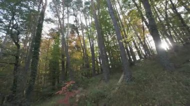 Irati ormanında güneşe bakan bir patikada yürüyorum.