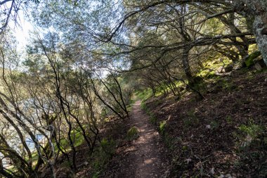 Ağaçların arasından süzülen orman yolu ve bir anlık suyla benekli güneş ışığı.