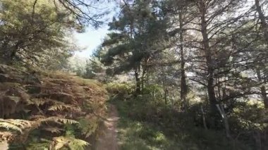 Irati ormanında dar bir toprak yolda yürüyorum.