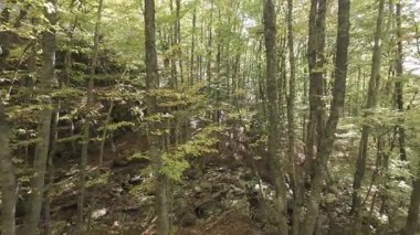 Orman yolunda yürüyen kişisel perspektif