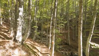 Sonbaharda Irati Ormanı 'ndan aşağı iniyor.