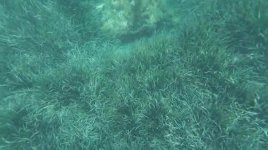 Deniz tabanında büyüyen yeşil deniz kabuğu.