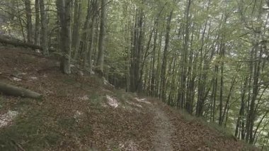 Ormanda bir dağ yolunda yürürken çekilmiş bir bakış açısı.