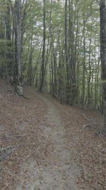 Kayın ormanlarında yürüyüş parkurunda kişisel perspektif