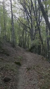 Yoğun bir orman yolunda dar bir patikayı takip ediyorum.