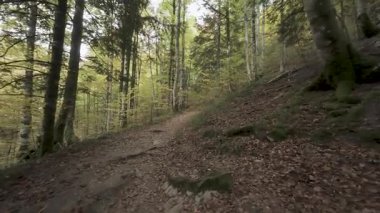 Orman yolunda yürüyen ilk kişi.