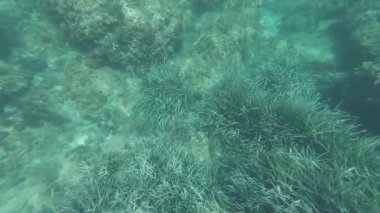 Posidonia ile sualtı deniz manzarası Okyanusitsa çayırı