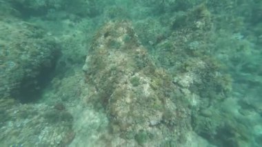 Su altı kayalık deniz yatağı araştırması algler ve balıklarla