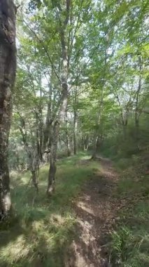 Ormandaki dağ yolunda yürüyüş yapan ilk kişi.