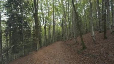 Güzel bir kayın ormanının yolunda yürürken