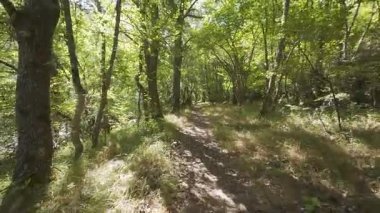 Güneşli ormanda yürüyüş parkurunda kişisel perspektif