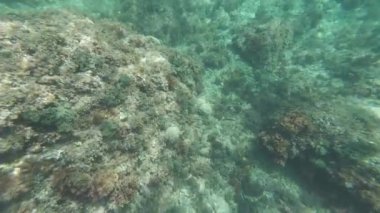 Kayalık deniz tabanında yüzen ilk kişi görüntüsü
