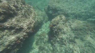 Su altında yüzen balıklarla deniz yatağını keşfediyorum.