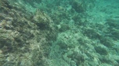 Deniz yosunlarıyla kaplı kayalık deniz yatağının sualtı görüntüsü