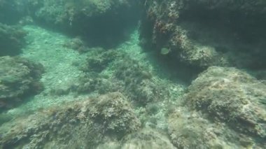 Underwater exploring a rocky seabed with fish swimming