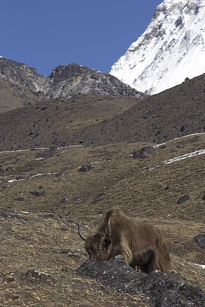 Landschaft des Himalaya — Stockfoto