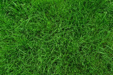 Backgroung yeşil çimen