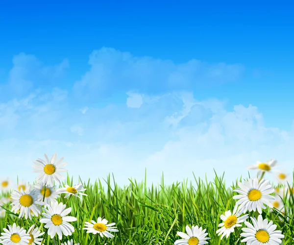 Field of flowers — Stock Photo, Image