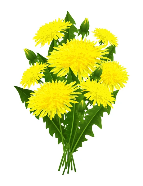 Bouquet of flowers dandelion — Stock Vector