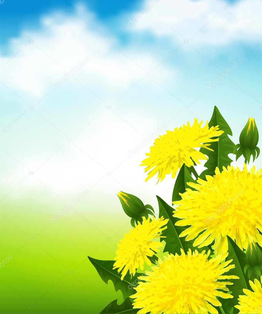 Yellow dandelions