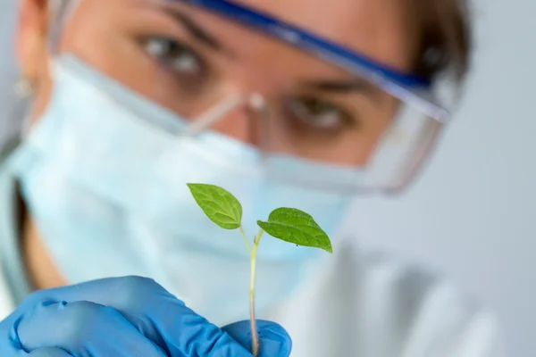 Científico y planta verde — Foto de Stock