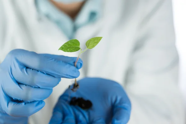 Close-up van groene plant in de hand van een wetenschapper — Stockfoto