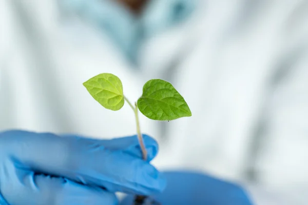 Gros plan d'une plante verte dans une main de scientifique — Photo