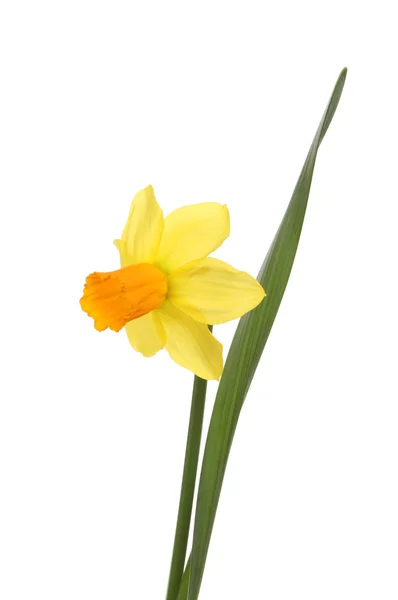 Daffodil and leaf — Stock Photo, Image