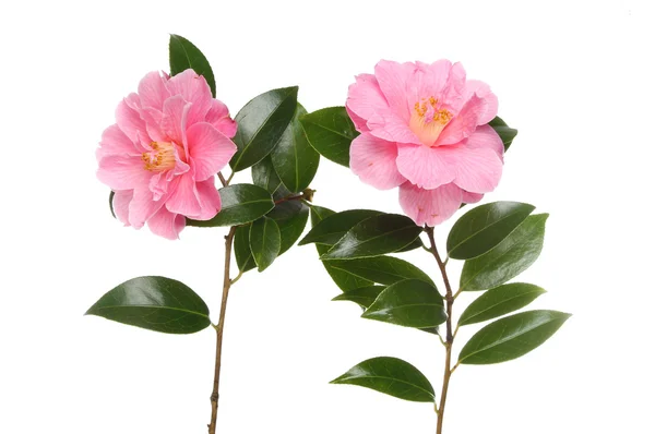 Twee camellia bloemen — Stockfoto